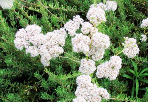 Eriogonum fasciculatum