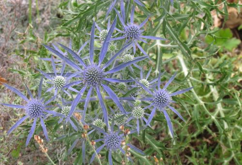 Eryngium amethystinum