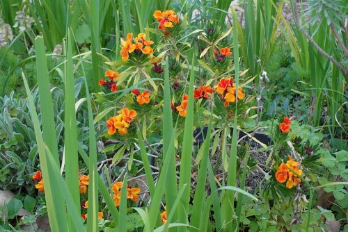Erysimum x cheiri