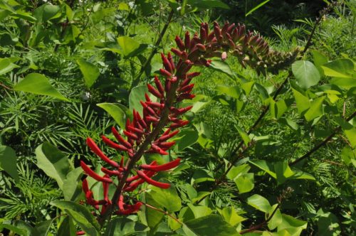 Erythrina crista galli