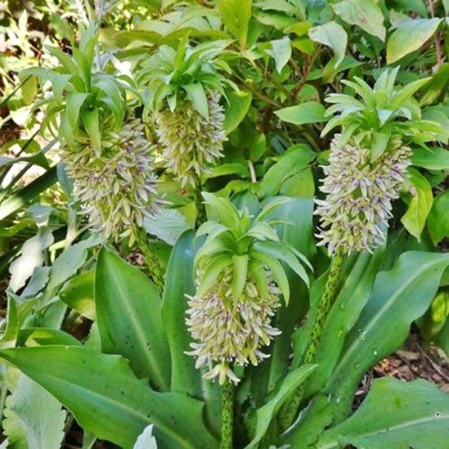 Eucomis bicolor