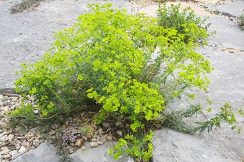 Euphorbia Copton Ash