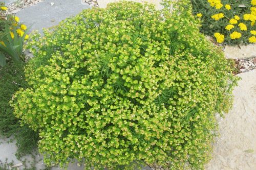Euphorbia cyparissias Tall Boy