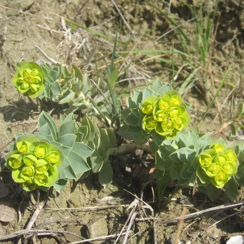 Euphorbia myrsinites