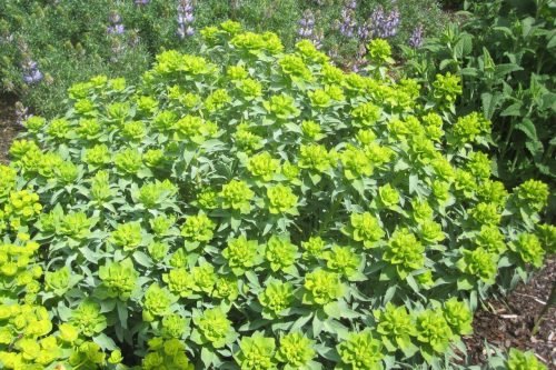 Euphorbia nicaeensis