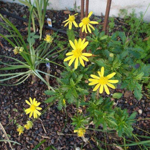 Euryops pectinatus