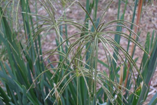 Eustachys distichophylla