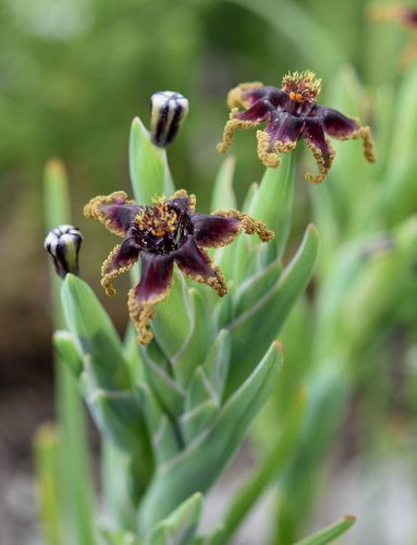 Ferraria crispa