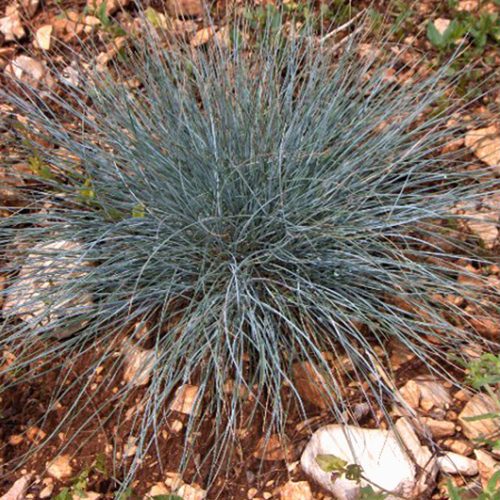 Festuca glauca