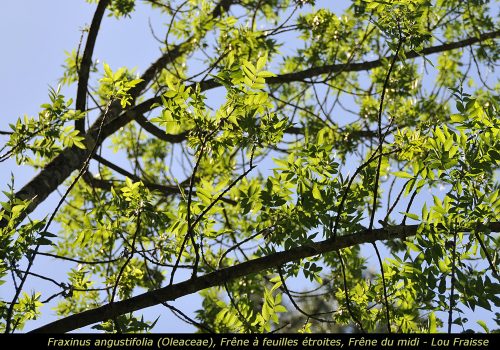Fraxinus angustifolia