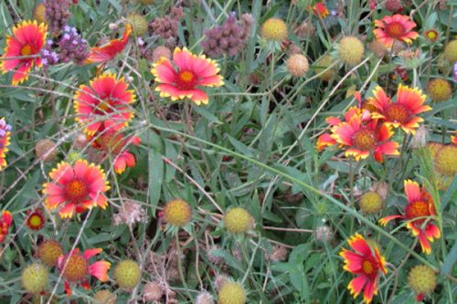 Gaillardia aristata