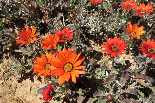 Gazania rigens