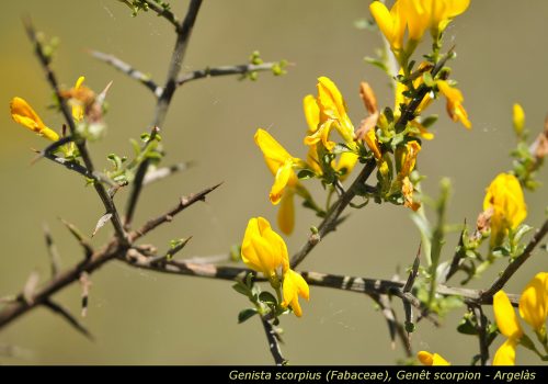 Genista scorpius