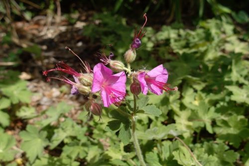 Geranium macrorrhizum