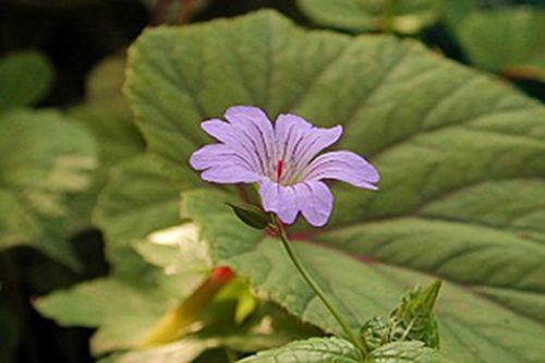 Geranium nodosum