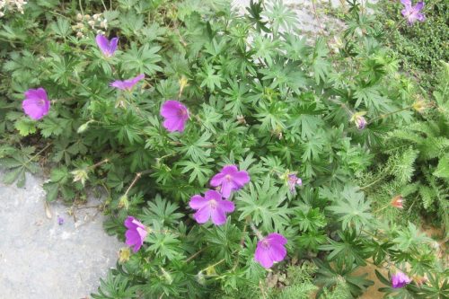 Geranium sanguineum