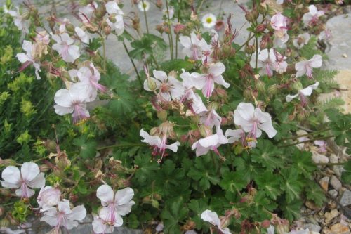 Geranium x cantabrigiense Biokovo