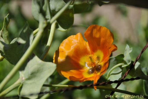 Glaucium corniculatum