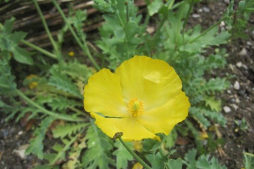 Glaucium flavum
