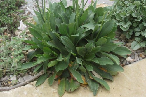 Goniolimon speciosum