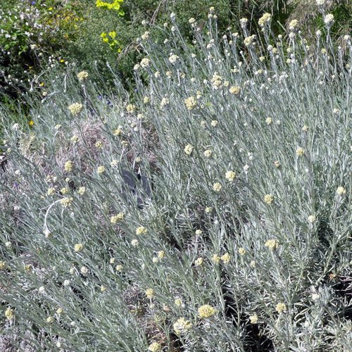Helichrysum italicum