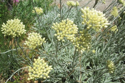 Helichrysum orientale