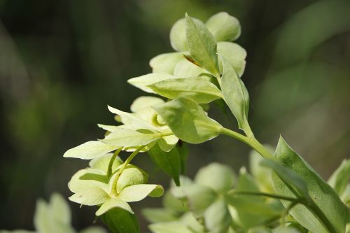 Helleborus foetidus