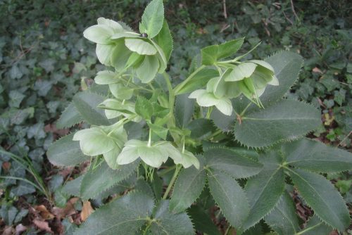 Helleborus lividus subsp. corsicus