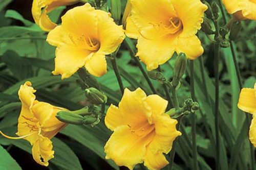 Hemerocallis Stella dOro