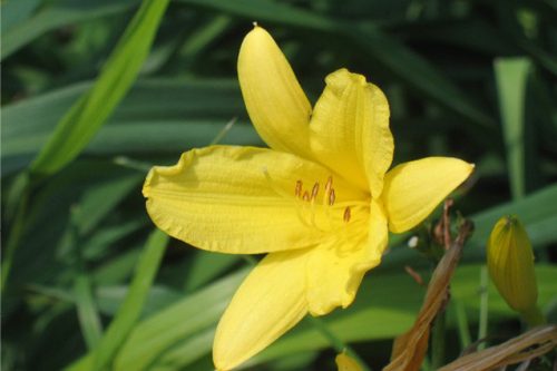 Hemerocallis lilioasphodelus