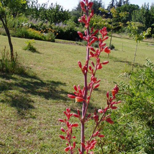 Hesperaloe parviflora