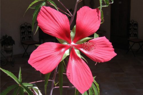 Hibiscus coccineus