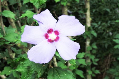 Hibiscus syriacus