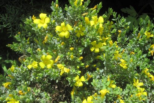 Hypericum aegypticum