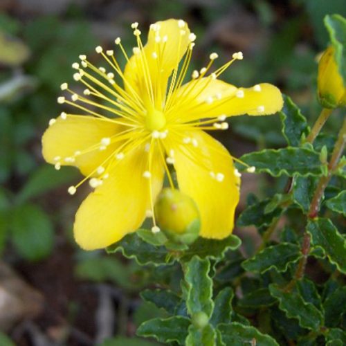 Hypericum balearicum