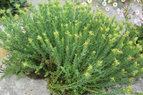 Hypericum olympicum Citrinum