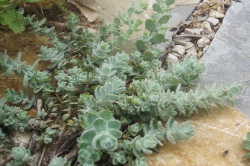 Hypericum tomentosum