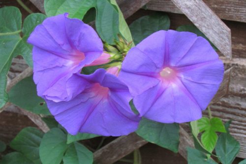 Ipomoea indica