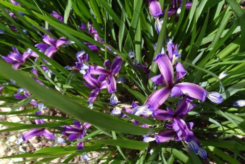 Iris graminea