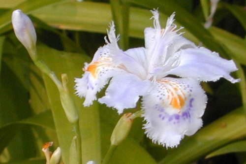 Iris japonica