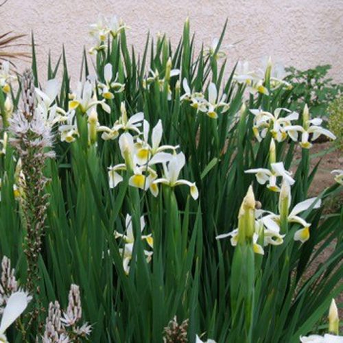 Iris orientalis