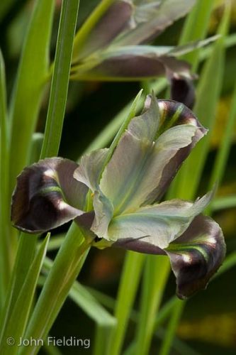 Iris tuberosa