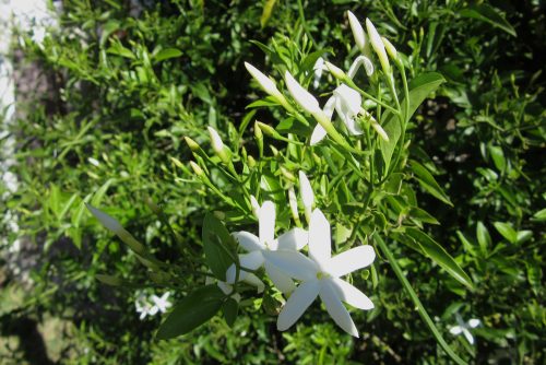 Jasminum azoricum