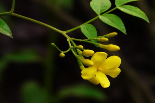 Jasminum floridum