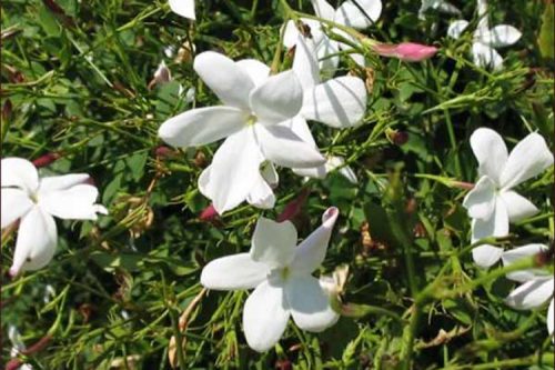 Jasminum grandiflorum