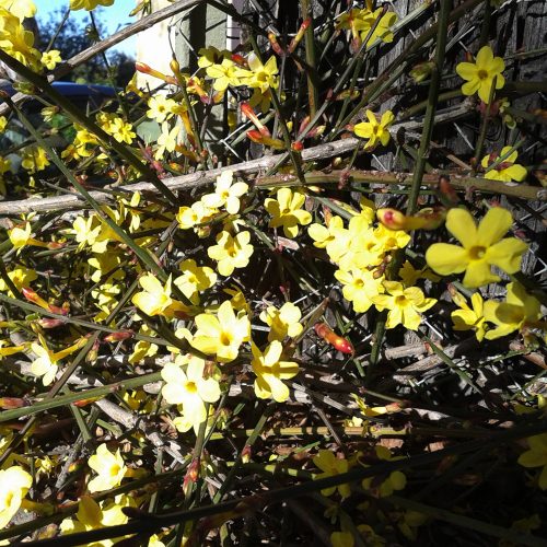 Jasminum nudiflorum