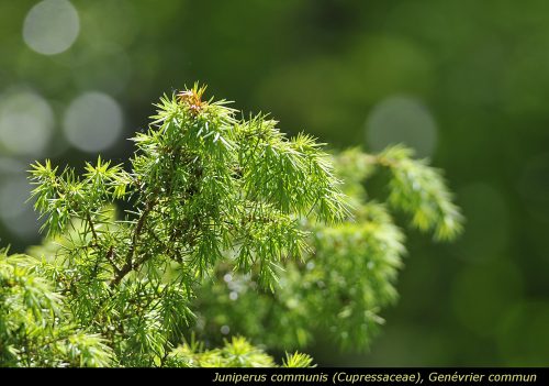 Juniperus communis