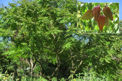 Koelreuteria paniculata