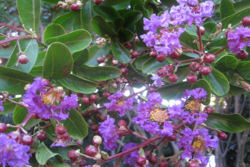 Lagerstroemia indica