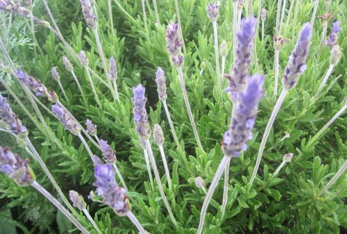 Lavandula dentata